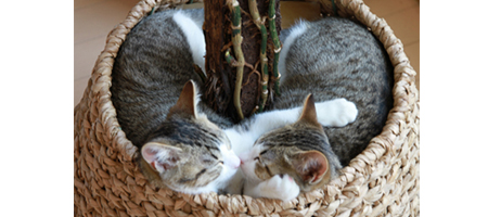 モンステラの鉢植えで眠る双子の子猫。