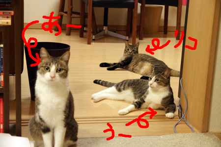 3匹の猫がうまくフレームに収まらないの図
